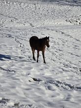 Tausch/Verkauf Safirina
