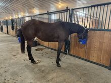 TEN GS IN by ONE LOPIN MACHINE 3 year old bay filly