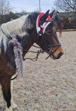Terry-Dartmoor X pony