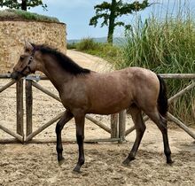 Tesoro Primero - PRE, Hengst, 6 Monate, Falbe (kann Schimmel werden)
