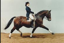 TG Samen von Marlo - (Holst Stamm 749), die ersten 5 Stuten die Portion für 50 Euro