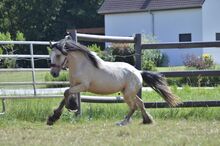 Tinkermix Hengstfohlen