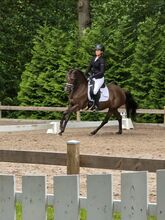 Turnierpony / Kinderpony  6 Jährige Ponystute  von Golden Grey