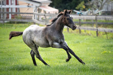 Tolle Quarter Horse Jährlingsstute