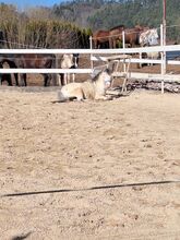 Toller Part-bred Shetlandpony Wallach zu verkaufen