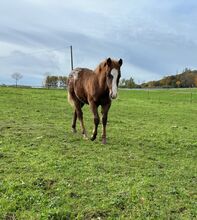 toller Quarter Horse/Appaloosa Pony Mix Hengstjährling mit interessanter Färbung