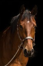 Toller Quarter Horse Wallach im besten Alter