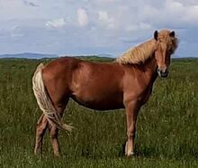 tolles zukünftiges Familienpferd - inkl. Wanderreiten