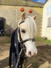 Tommy- Welsh Pony