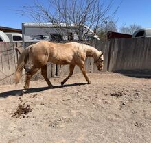 Top gezogener, palominofarbener Quarter Horse Wallach