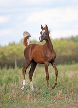 TOP CLASS Araber Stute