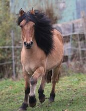 Top Highland Stute Showqualität