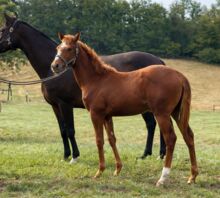 Top-Jährlingsstute mit viel Potenzial!