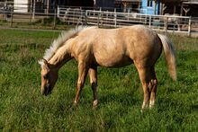 Top Quarter Horse Jährling von Sharp Dressed Shiner