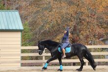 Top talent RIDE&Drive black Friesian gelding