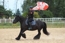 Top quality FELL PONY  mares/geldings