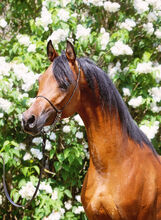 Top class stallion by Marajj