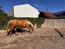 Top gezogener, palominofarbener Quarter Horse Wallach