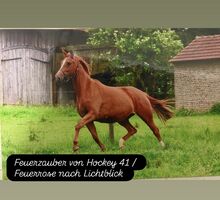 Trakehner Zuchtstute mit seltenem Blut