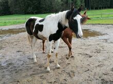 Trakehner Schecke Stute Jährling