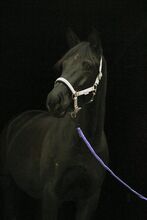 Trakehner Stute, Dressurpferd, Springpferd, Vielseitigkeitspferd,