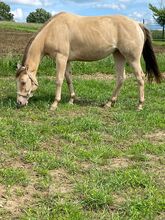 Traumhafte Quarter Horse Stute in Sonderfarbe