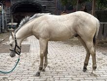 Traumhaftes Buckskin Paint Horse Fohlen - sportlich & liebenswert!