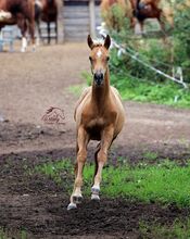 Traumhaftes gold palomino rabicano Quarter Horse Stutfohlen