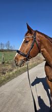 Trense Warmblut Waldhausen   Waldhausen X-Line Beauty 