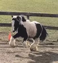 Irish Cob tricolour  Achatschecke
