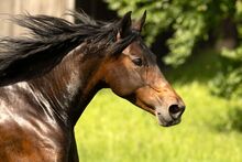 Trujillana de Care - PRE, Stute, 9 Jahre, Braun mit PRL Gen