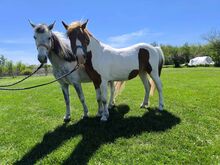 Two lovely, easy-to-handle ponies for sale