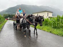 Zweispänner-Brustblattgeschirr für Ponys Stckm. ca. 1,20m