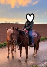 Zwei erfahrene Quarter Horses suchen gemeinsam ihr Für-immer-Zuhause