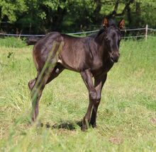 Typvolles blue roan Quarter Horse Hengstfohlen