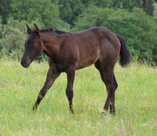 Typvolles Quarter Horse Stutfohlen in blue roan