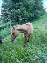 Typvoller, reining /cowhorse gezogener Quarter Horse Jährlingshengst