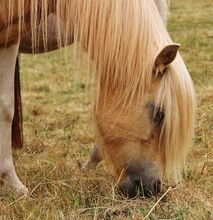 Typvolle Isländer Palominoscheck Stute Zucht und Reiten