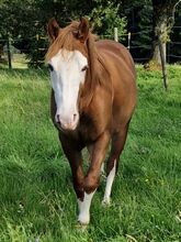typvoller QH/PH Junghengst mit Reining-Pedigree