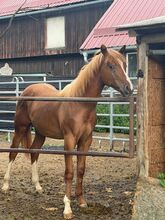 Typvoller Quarter Horse Youngster mit Top-Abstammung