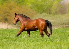 Typvoller Quarter Horse Hengst mit mega Bewegungen