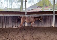 Typvoller, reining /cowhorse gezogener Quarter Horse Jährlingshengst