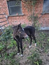 Deutsches Reitpony Fohlen