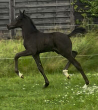 Deutsches Reitpony Hengst