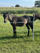 Deutsches Reitpony Hengst von 2024