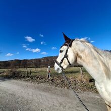 Deutsches Sportpferd