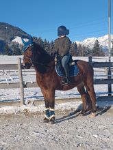 Horse Sharing 