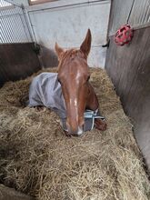 Reitbeteiligung an 4 jährige Paintstute