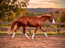 Außergewöhnliche Quarter Horse Stute mit Cutting-Talent