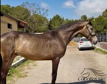 Wundervoller 2 jähriger PRE Bayo Hengst - ca. 1.62 m - 2 Jahre alt